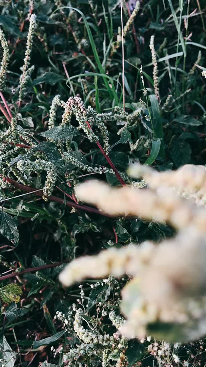 близкий взгляд на дикие цветы
