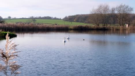 White-swans-swimming-on-a-beautiful-lake-in-the-rural-countryside-and-wetlands-of-the-West-Country-in-Somerset,-England