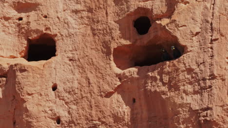 Rare-lear's-macaw-adult-couple-on-nest-entrance-in-a-sandstone-cliff