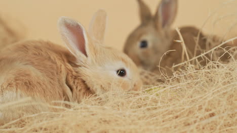 gentle baby ginger rabbit hiding among the haystacks with its litter - shallow focus close up shot