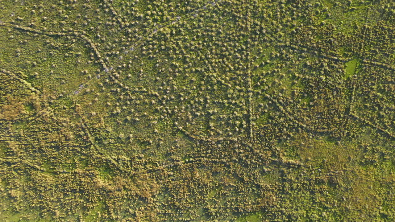 vista aérea de las exuberantes tierras de cultivo verdes