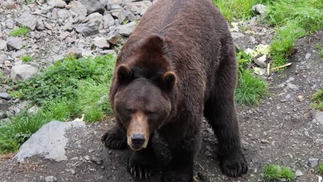 Oso-Pardo-Intentando-Levantarse,-Alaska