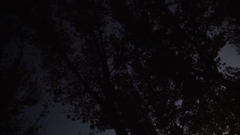 rotating shot of tree lines at dusk