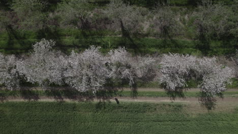 aerial view of a blossoming orchard with a dirt path