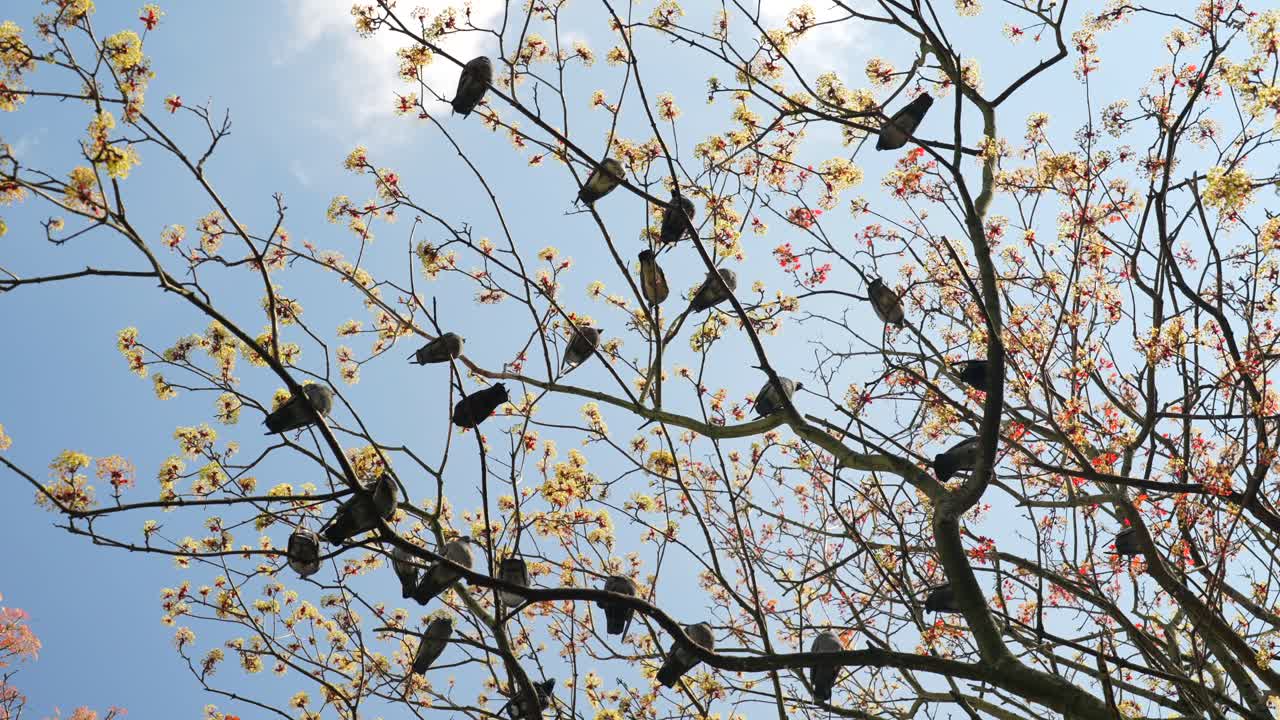 Low-angle shot of pigeons sitting on the branch of a tree and a blue sky at the background