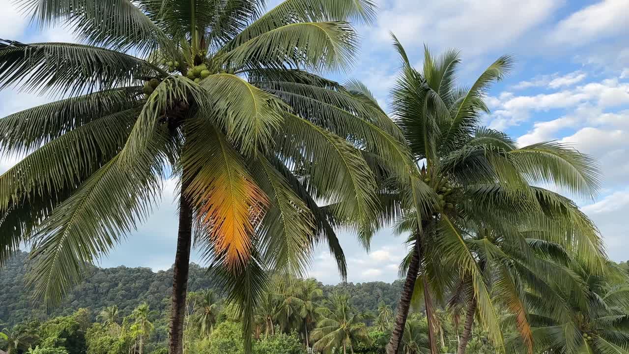 Tropical Palm Trees Along Road Ko Lanta Southeast Asia Thailand Island Road