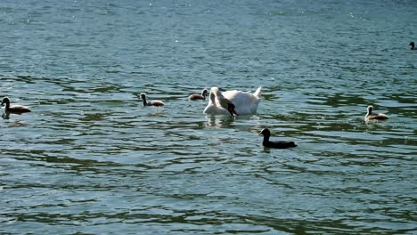 Schwanenfamilie-Schwimmt-Auf-Einem-Fluss