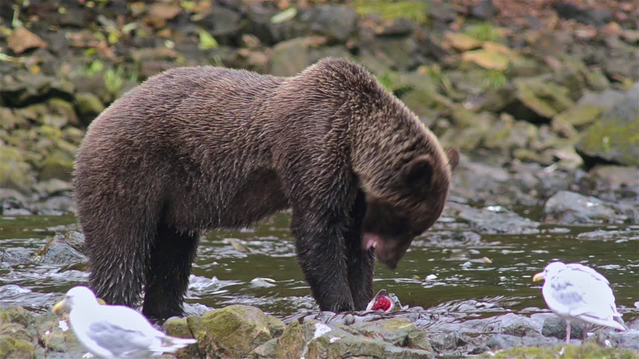Orso bruno che pesca un salmone nel fiume Pavlof, che sfocia nella Baia di Freshwater nel porto di Pavlof sull'isola di Baranof nell'Alaska sud-orientale 2.