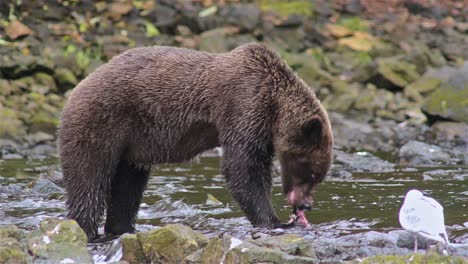 Braunbär,-Der-Einen-Lachs-Am-Pavlof-Fluss-Fängt,-Der-In-Die-Süßwasserbucht-Im-Hafen-Von-Pavlof-Auf-Der-Insel-Baranof-Im-Südosten-Von-Alaska-Fließt-2