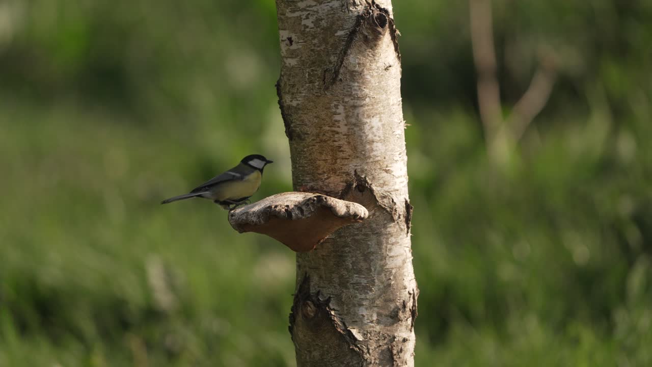 el pájaro carbonero aterriza en el tronco del árbol para alimentarse de él