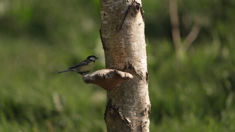 Kohlmeisenvogel-Landet-Auf-Baumstamm,-Um-Sich-Davon-Zu-Ernähren