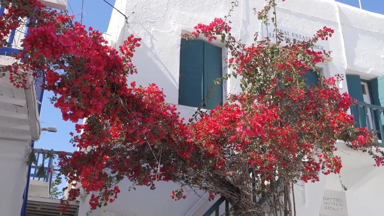 Scopri la splendida e tradizionale architettura di Mykonos, Grecia, con vivaci buganvillee rosse