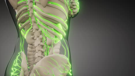 vasos sanguíneos del cuerpo humano