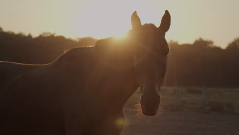 a dark horse in the paddock