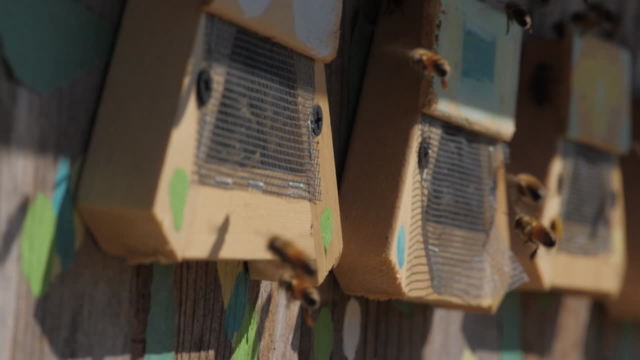 벌집에서 날아다니는 꿀벌의 슬로우 모션 클로즈업