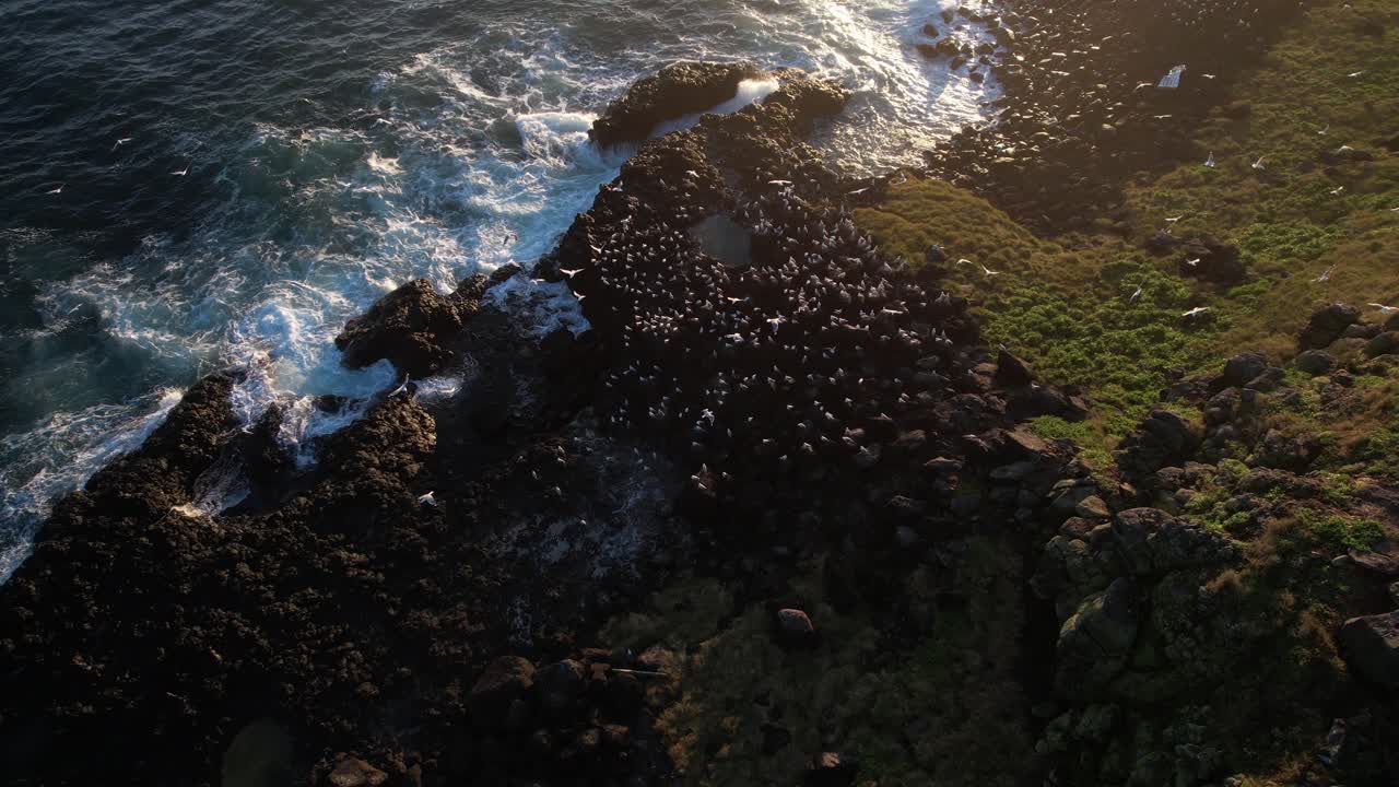 Aerial View Of Seagulls In Cook Island In The Early Morning In NSW, Australia