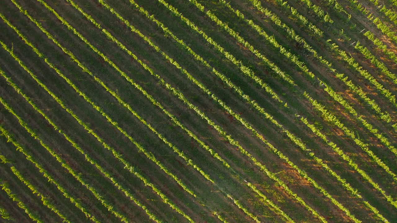 vista aérea desde arriba de la plantación de viñedos en la región de kakheti en georgia
