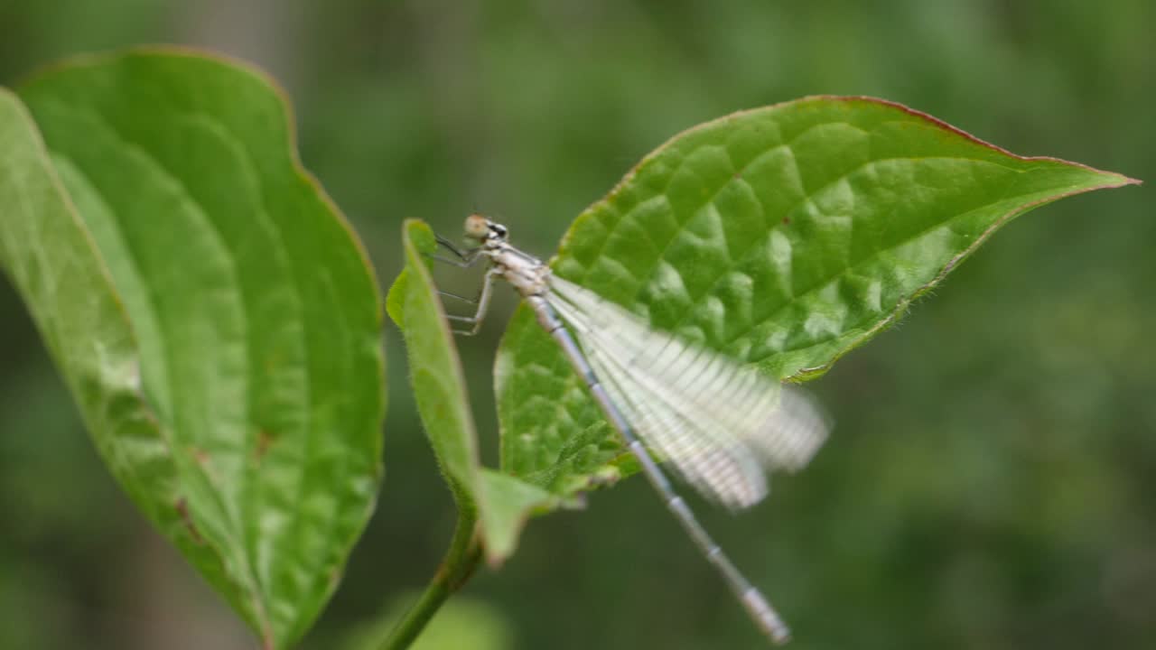 la mosca del dragón descansa en una hoja verde y vuela en cámara lenta, disparo macro