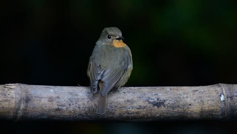 hill blue flycatcher perched on a bamboo, cyornis whitei