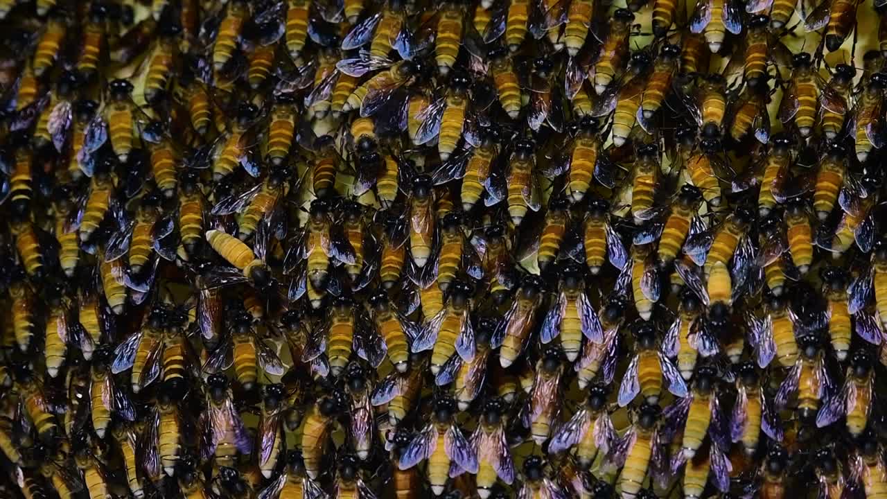 se sabe que las abejas melíferas gigantes construyen grandes colonias de nidos con bolsillos simétricos hechos de cera para almacenar miel como fuente de alimento.