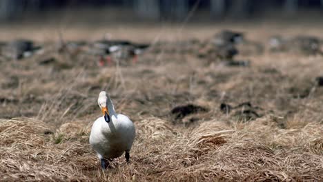 Cisnes-Cantores-Durante-La-Migración-De-Primavera-Descansando-En-Un-Charco-De-Prado-Inundado-De-Hierba-Seca