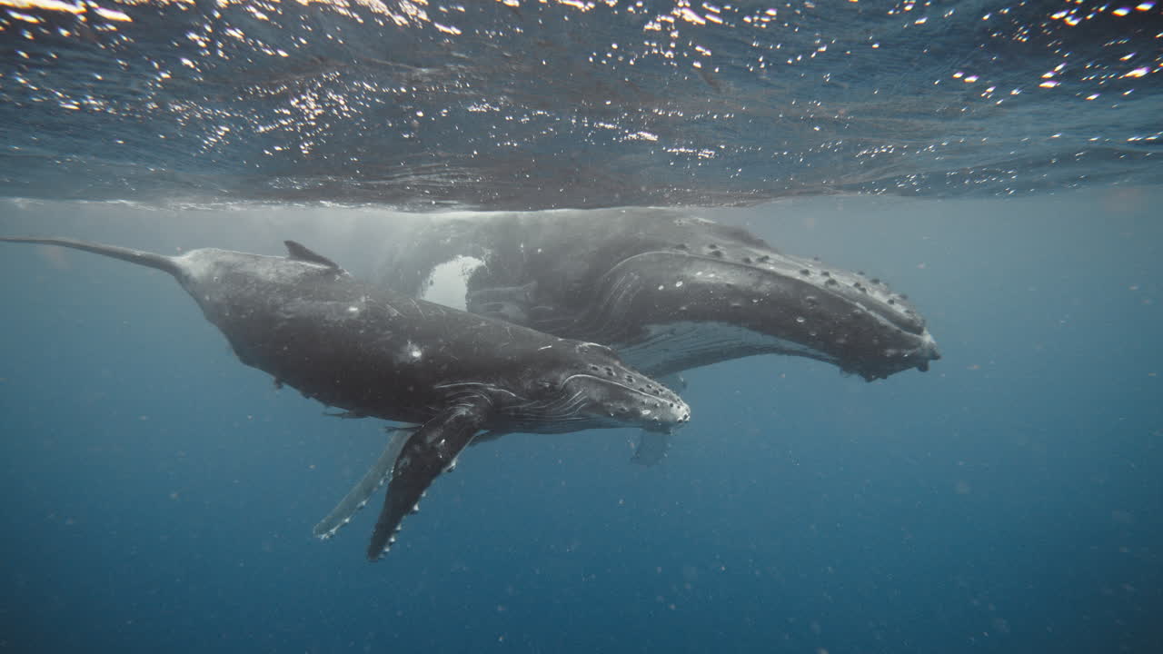 남태평양의 톤가 왕국에 있는 험브백 고래의 놀라운 수중 영상.