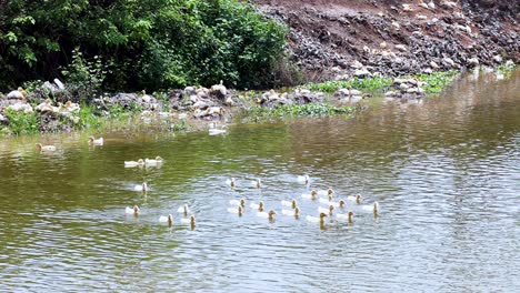 ducks gracefully swim together in a serene river