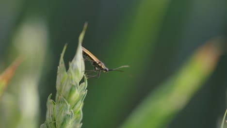 macro shot of a wheat plant