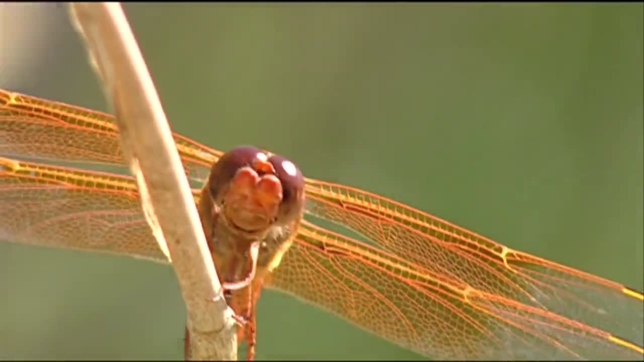 una libélula se sienta en una caña