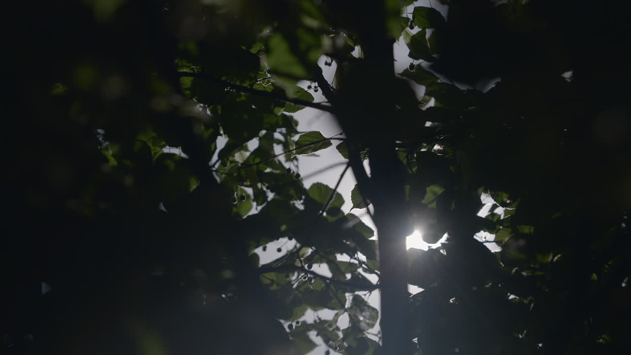 la luz del sol a través de las hojas de los árboles