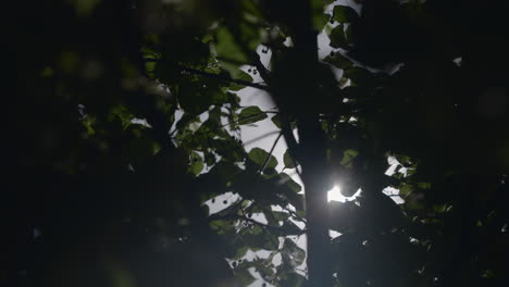 sunlight through tree leaves