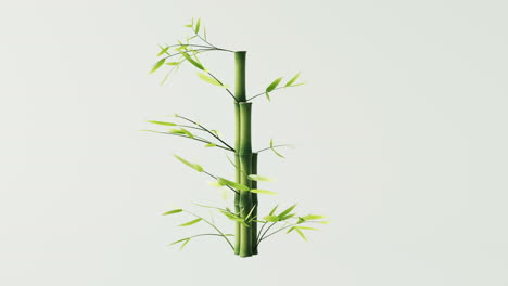 loop animation of green natural bamboo plant background, 3d rendering.