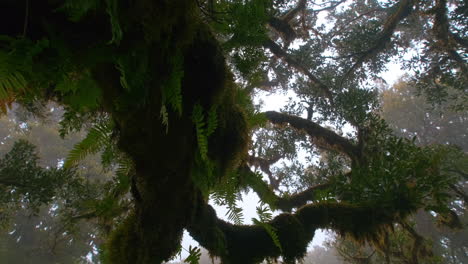 Vista-Inferior-Que-Muestra-árboles-Forestales-Espeluznantes-Con-Ramas-Con-Vegetación-Durante-El-Día-Nublado-Y-Con-Niebla