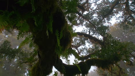 bottom view showing creepy forest trees with vegetated branches during cloudy and foggy day