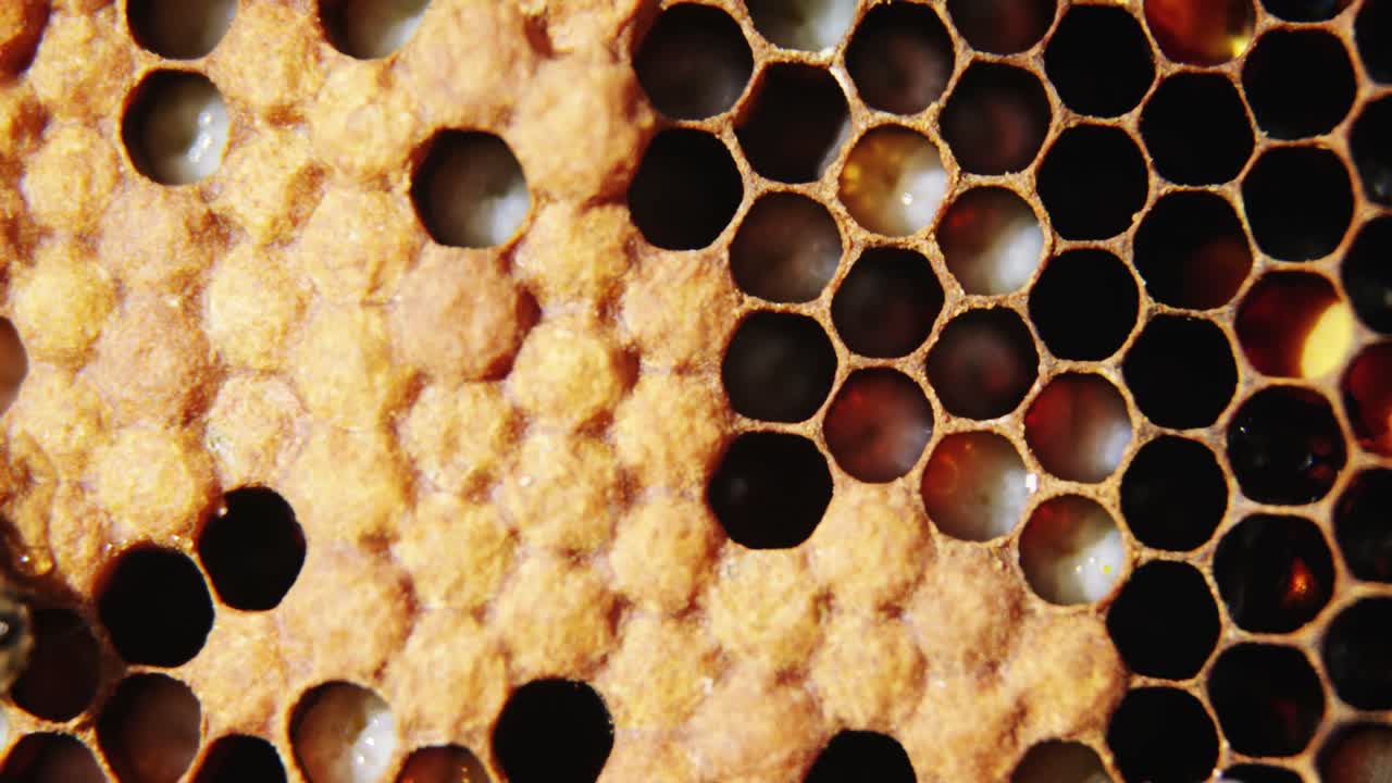 panal de abejas con células de abejas completas