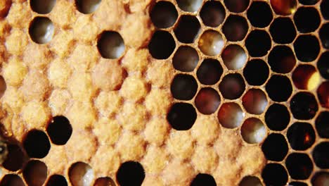 Wabe-Mit-Vollen-Bienenzellen