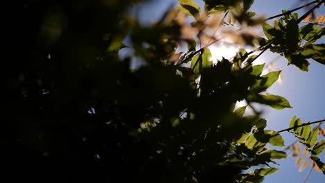 sunshine through leaves in slow motion