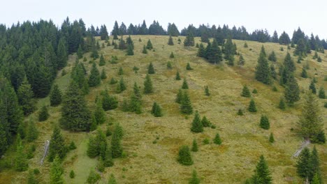 fly over forest of pine trees on green hills