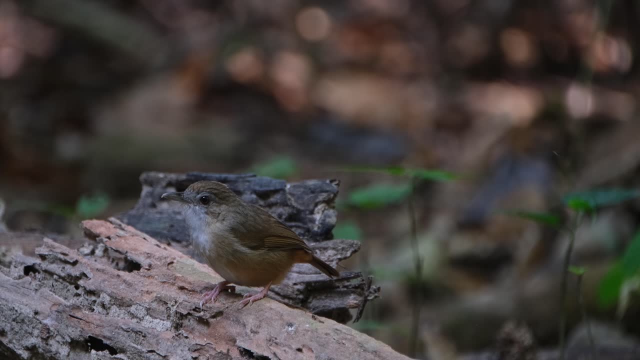 Zoomando e scorrendo a sinistra mentre è appollaiato su un tronco marcio a terra, Malacocincla abbotti (Garrulo di Abbott), Thailandia