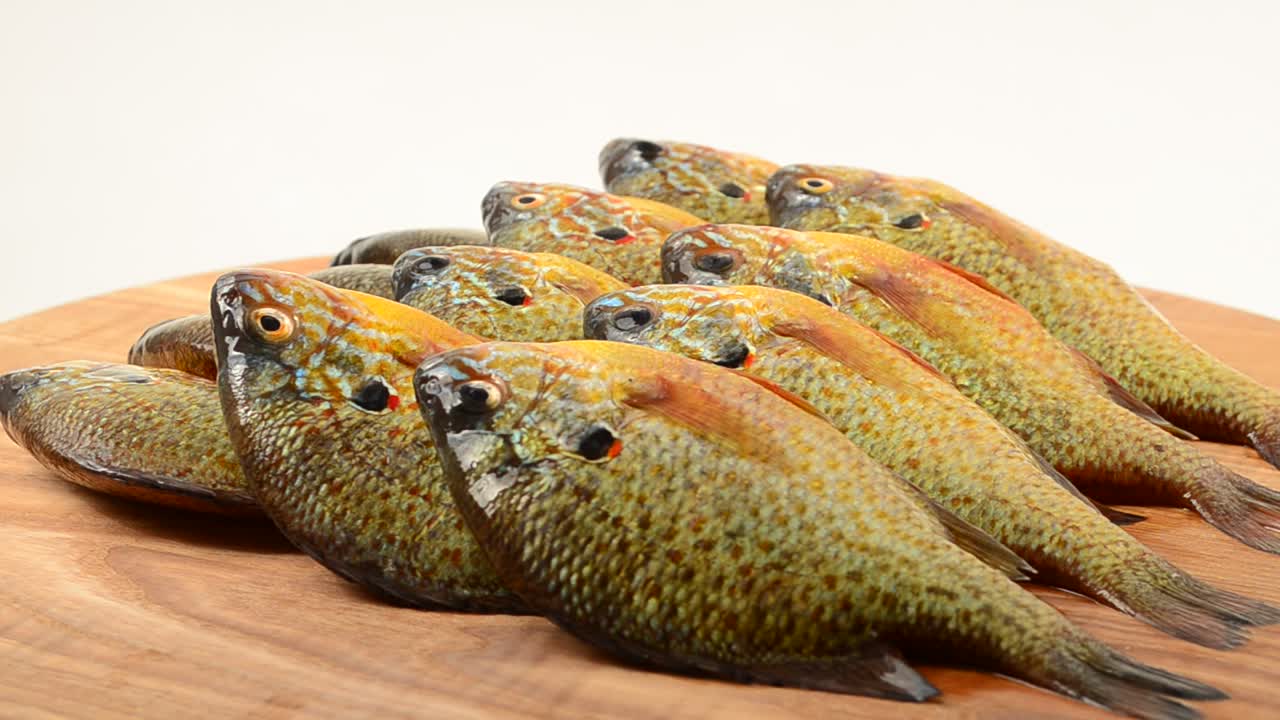 Pesce Flier. Centrarchus macropterus. Lepomis gibbosus. Ripresa in movimento