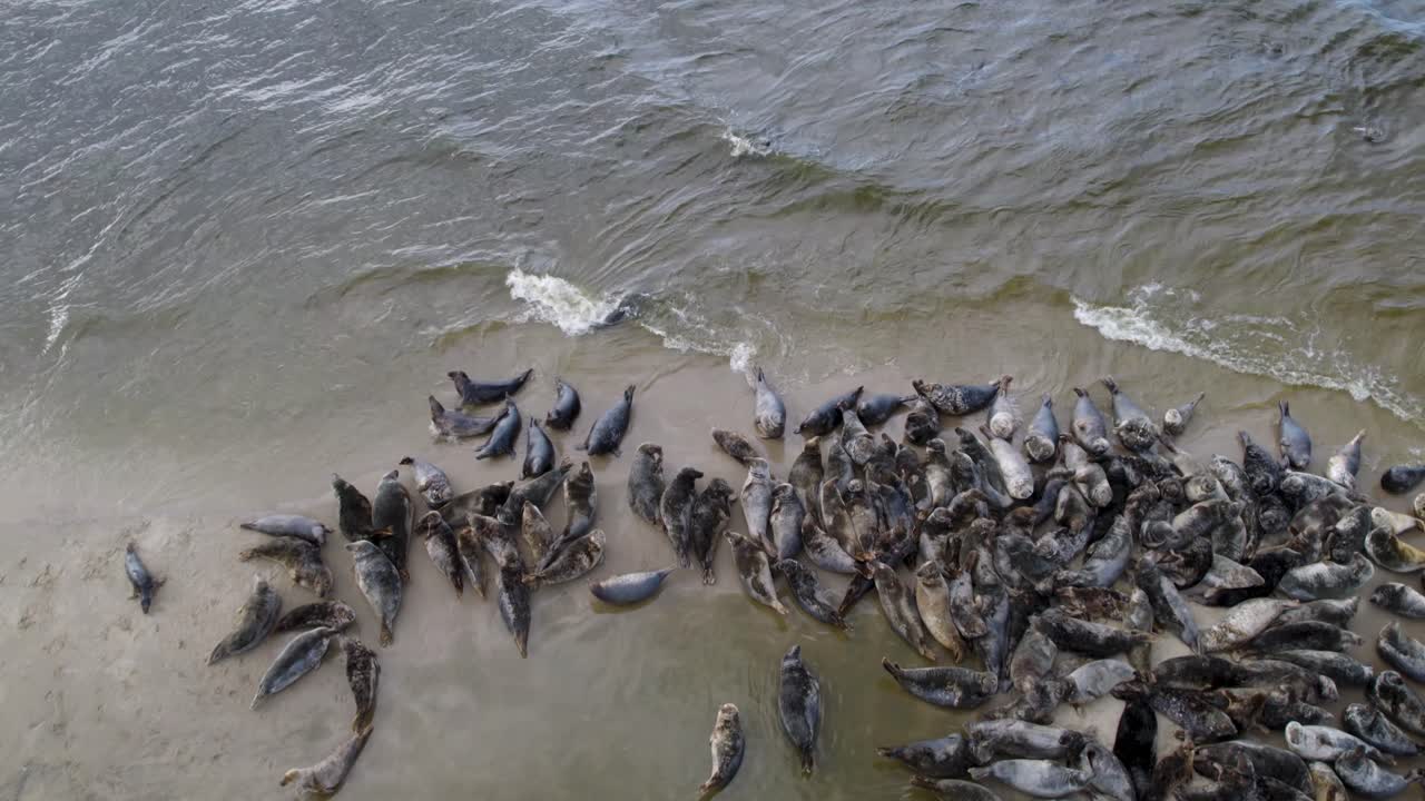 una vista lenta de drones revela una gran manada de focas con cormoranes y otras especies de aves descansando juntos en una isla de arena en la reserva de mewa lacha, frente a la costa polaca en el mar báltico.