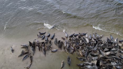 Drone-view-slow-revealing-of-large-herd-of-seals-with-cormorants-and-other-bird-species-resting-together-on-a-sand-island-in-the-Mewia-Lacha-reserve,-off-the-Polish-coast-in-the-Baltic-Sea