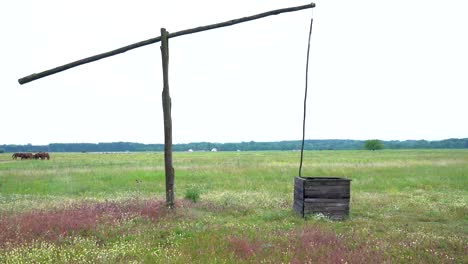 A-traditional-wooden-well-stands-in-a-green-field-with-grazing-cattle-in-Bugac,-Hungary