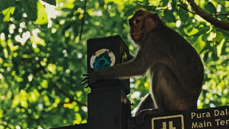 Up-close-of-Bali-macaque-monkey-primate-in-Indonesia-on-a-sign-in-slow-motion