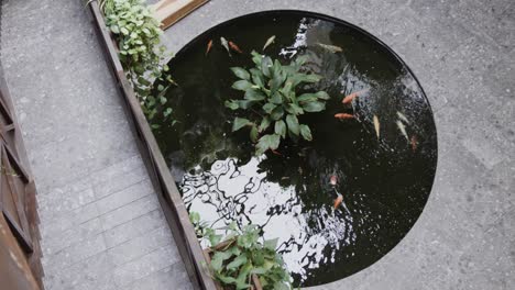 high angle view of pond with colourful fishes and plants in casual office patio, slow motion