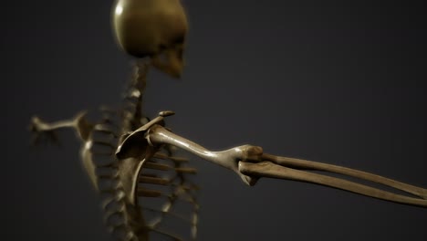 bones of the human skeleton