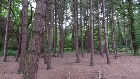 Kiefernwälder,-Umgekehrte-Drohne-Fliegt-Im-Herbst-In-England-Durch