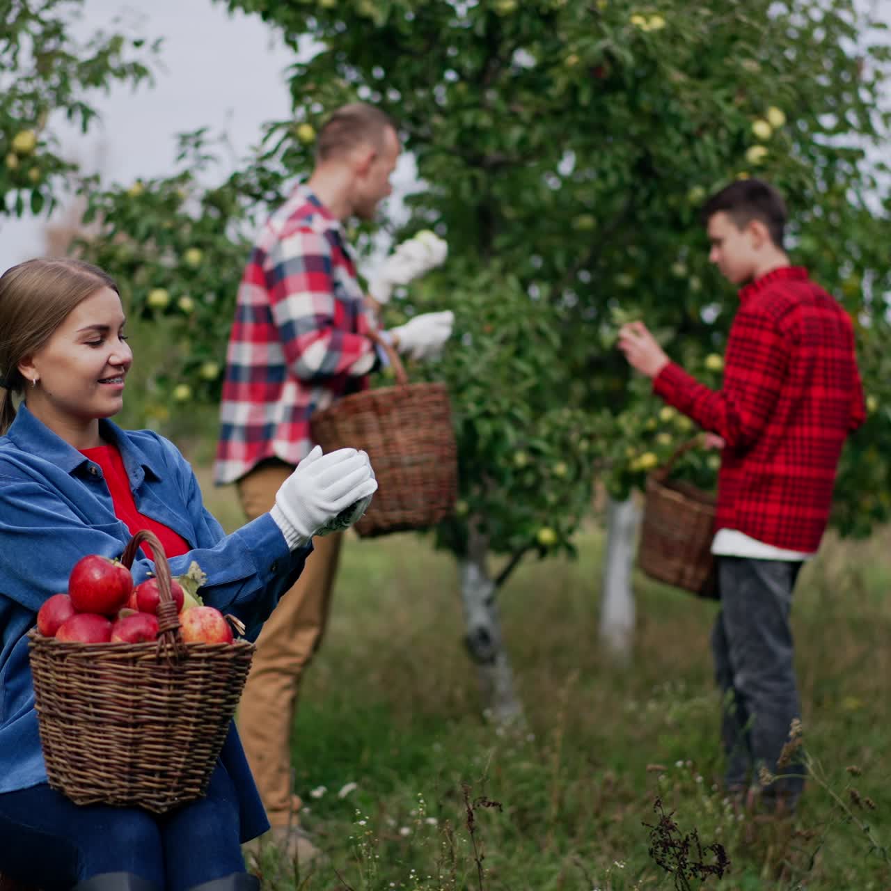 Smiling lady enjoying the red apple harvest sitting in the garden with basket of fruit. Boy and man gather green apples from tree at backdrop