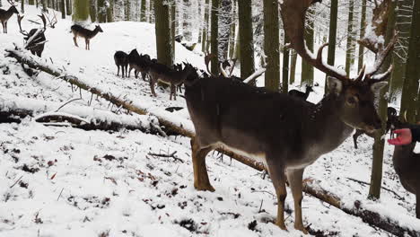 Ciervo-En-Barbecho-Siendo-Alimentado-Mientras-Pasta-Con-La-Manada,-Bosque-De-Invierno