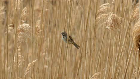 Small-Lincoln's-sparrow-take-off-from-dry-high-grass,-Nature-Landscape---Toronto